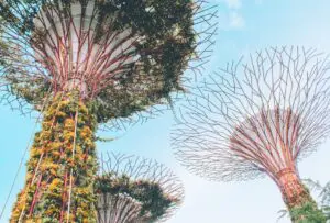 A close up of the trees in the sky